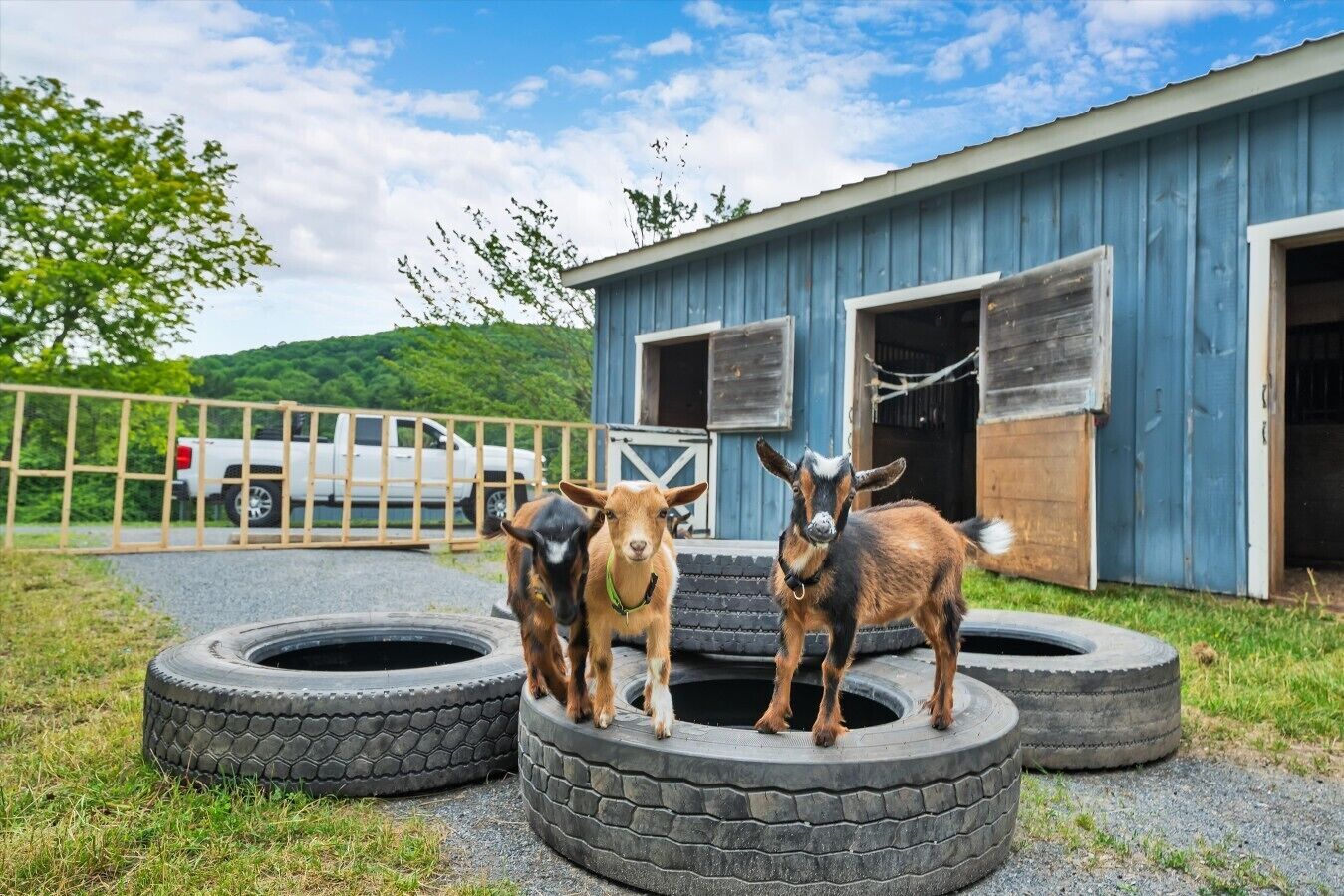 A blue building with two open doors, a white truck parked in front, and two goats standing on tires.