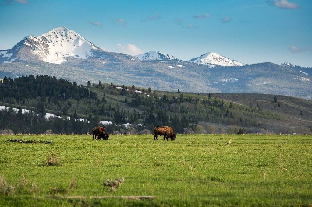 Un champ où paissent deux bisons, une chaîne de montagnes en arrière-plan et un ciel dégagé.