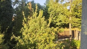 Blick aus einem Fenster auf einen Garten mit verschiedenen Bäumen und einem Holzzaun.
