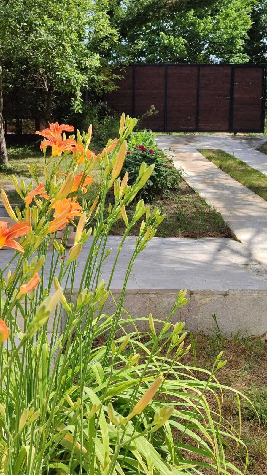 A garden with flowering plants and a concrete pathway.