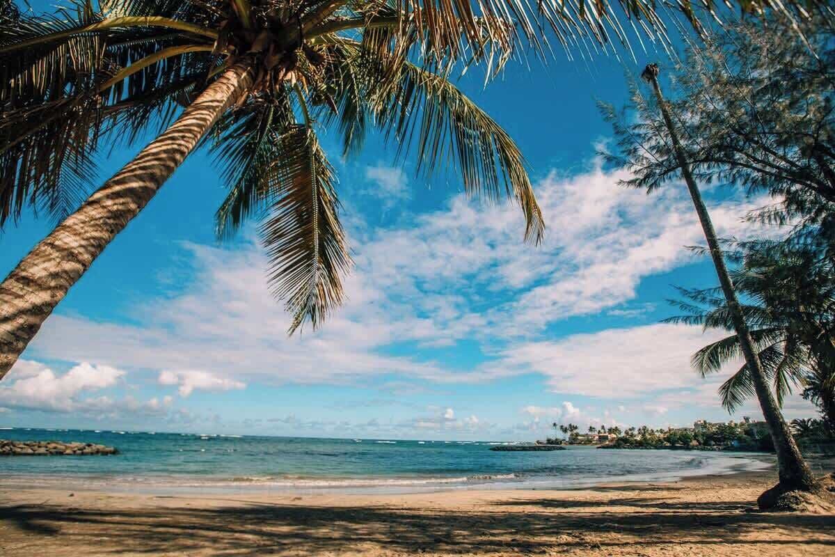 A beach with palm trees and a clear sky.