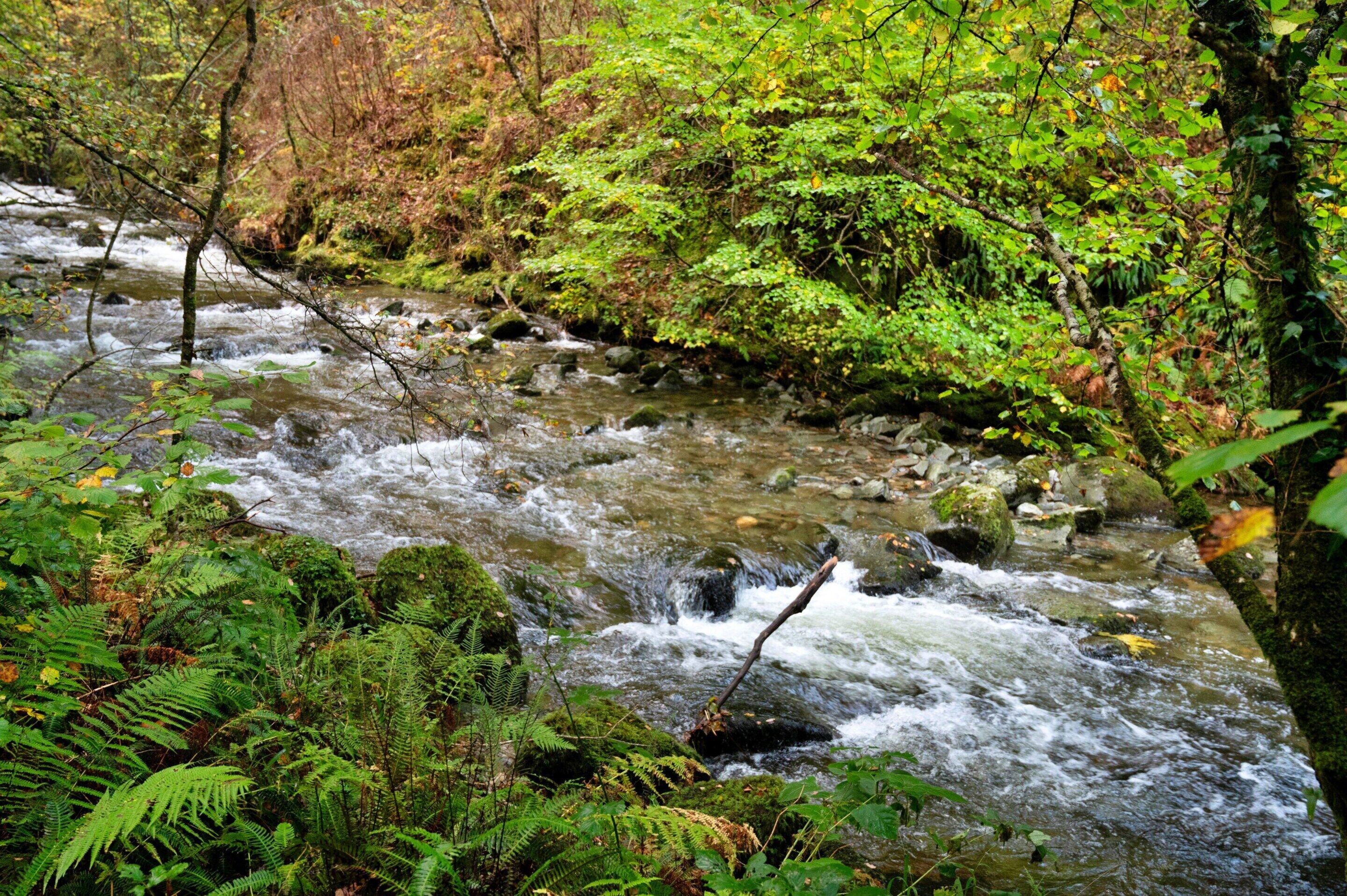 A river flowing through a forest with rocks and ferns.