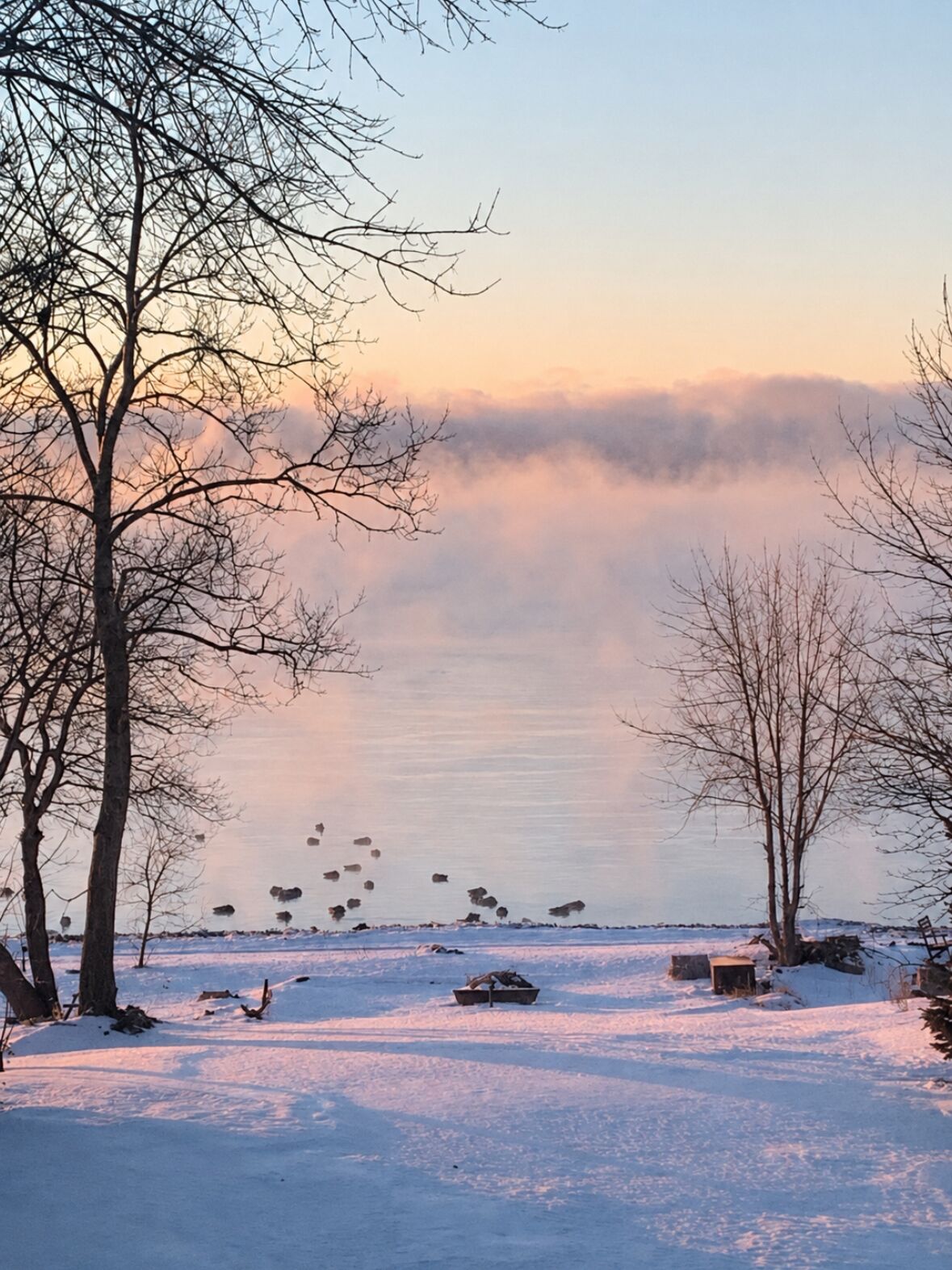 A snowy landscape with trees and a body of water.