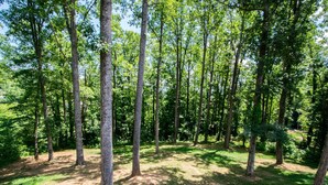 Uma área arborizada com árvores altas e uma trilha de terra.