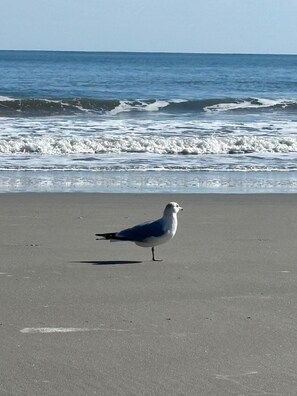 A seagull standing on a sandy beach with the ocean in the background. - Unobstructed Oceanfront View! 3BR, 3BA, Grand Atlantic Resort, 20th Floor Condo (Myrtle Beach)