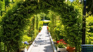 Un sentier bordé d’une végétation luxuriante et de plantes en pot, qui mène à un banc.