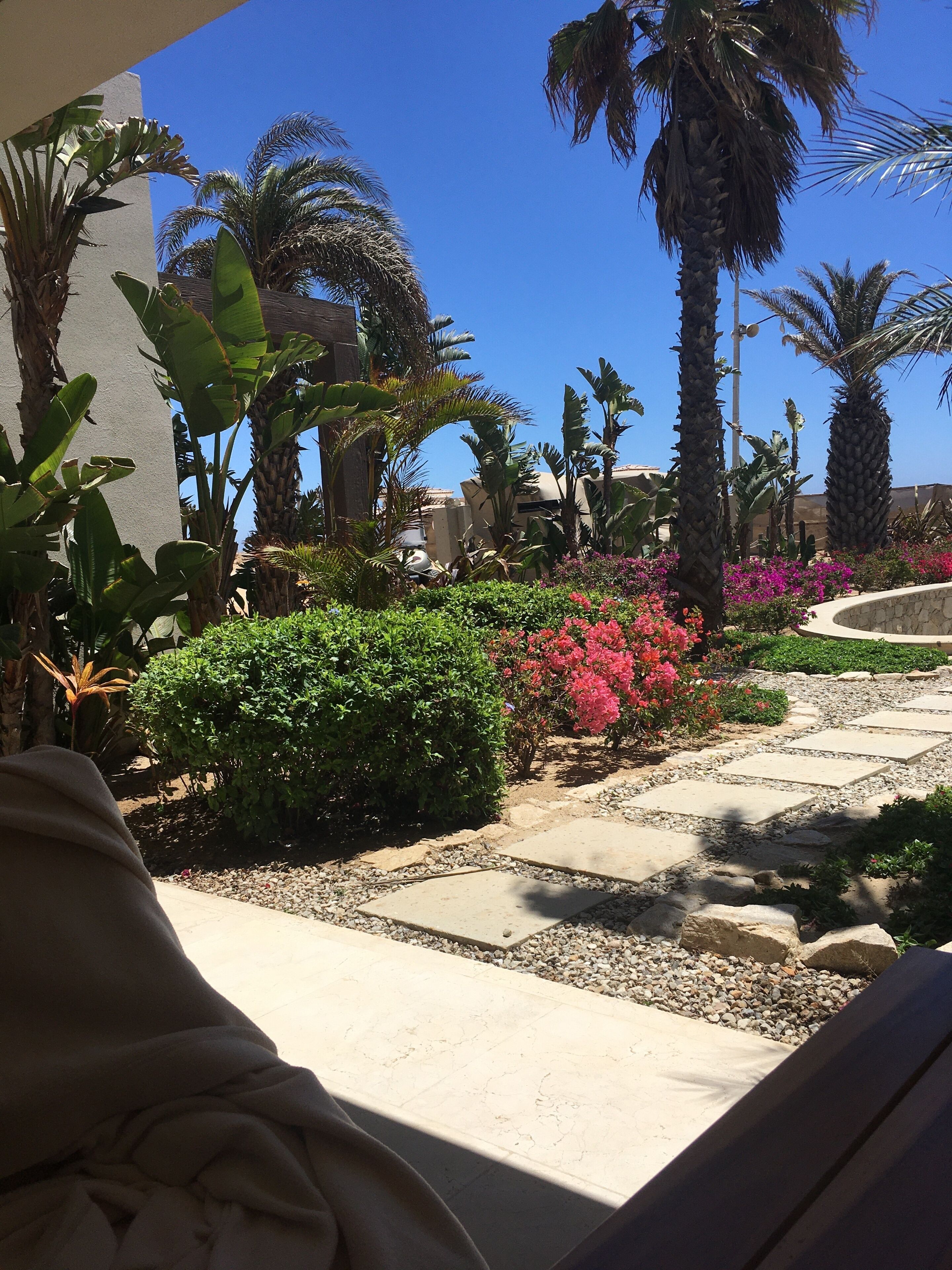 A garden with palm trees, a pathway, and various plants.
