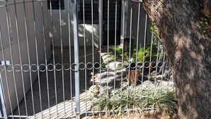 A gated area with a metal fence, a tree, and some potted plants. - Studio Apartment Train at the Botanical Garden (Curitiba)