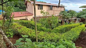 A residential area with a house, neatly trimmed hedges, and a variety of plants.