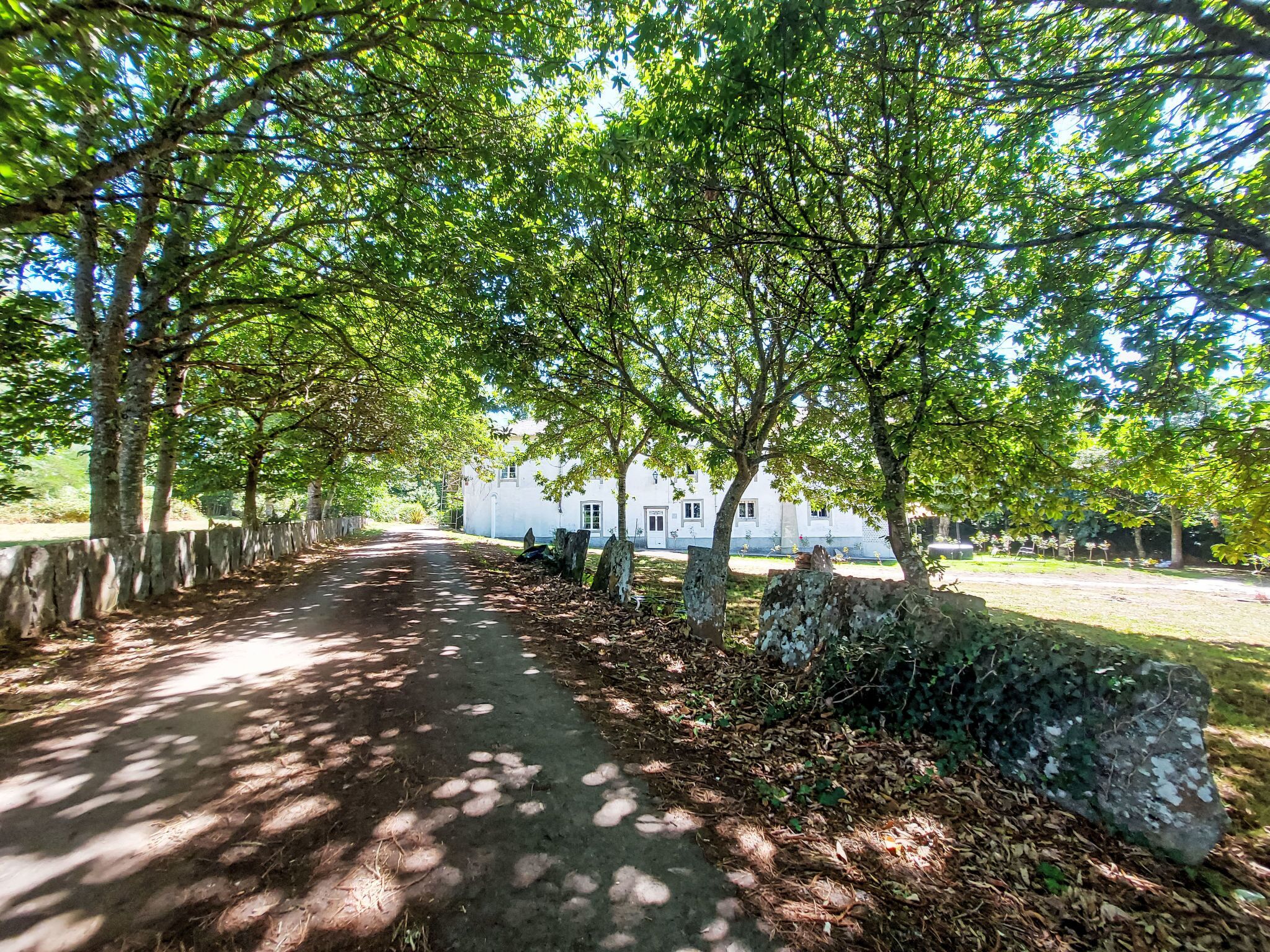 Camí pavimentat flanquejat per arbres i un edifici blanc al fons.