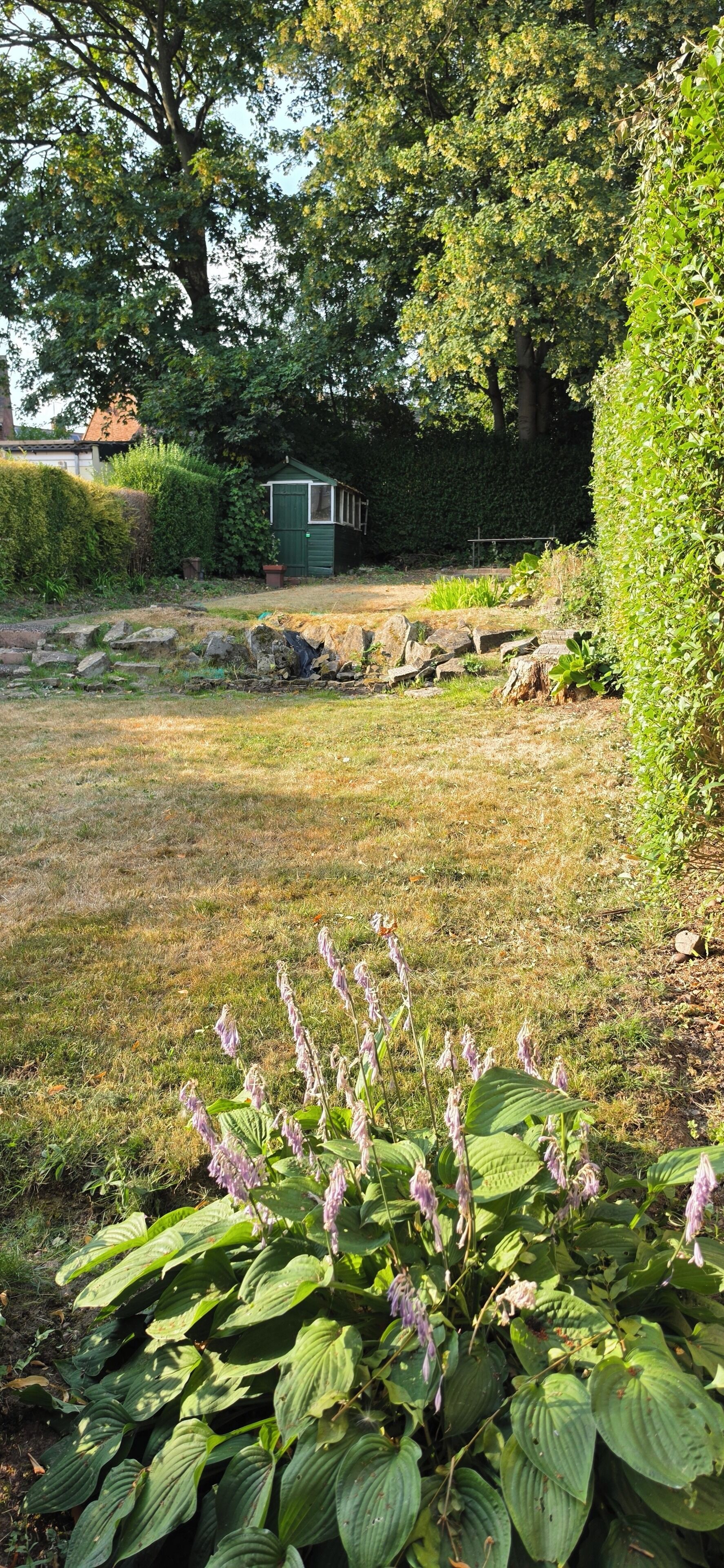 Ein Garten mit einem grünen Gartenhaus, einer Steinmauer und verschiedenen Pflanzen, darunter eine markante blühende Pflanze im Vordergrund.