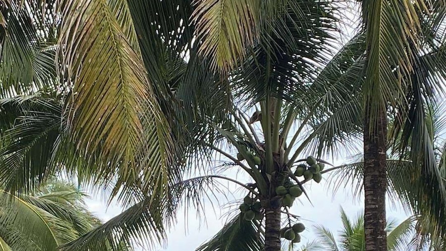 SJD Sagana Resort