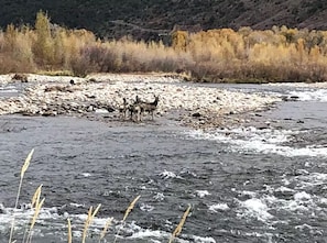 Miscellaneous - Creekside Escape • Private Fly Fishing Dock with Badge • Near Aspen with Views (Carbondale)