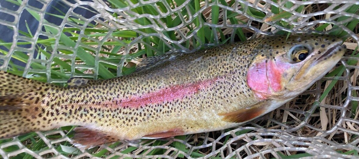 Ein Fisch mit einem rosa Streifen auf einer Netzschicht, darunter Gras.
