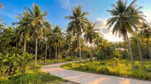 A paved pathway surrounded by tall palm trees and lush greenery.