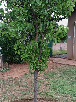 A tree with green leaves in a landscaped area with a fence and a warning sign. - 11 on High Airbnb za (Steynsburg)