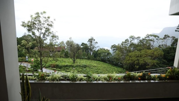 Vista desde una ventana con un jardín exuberante y diverso, lleno de plantas y árboles.