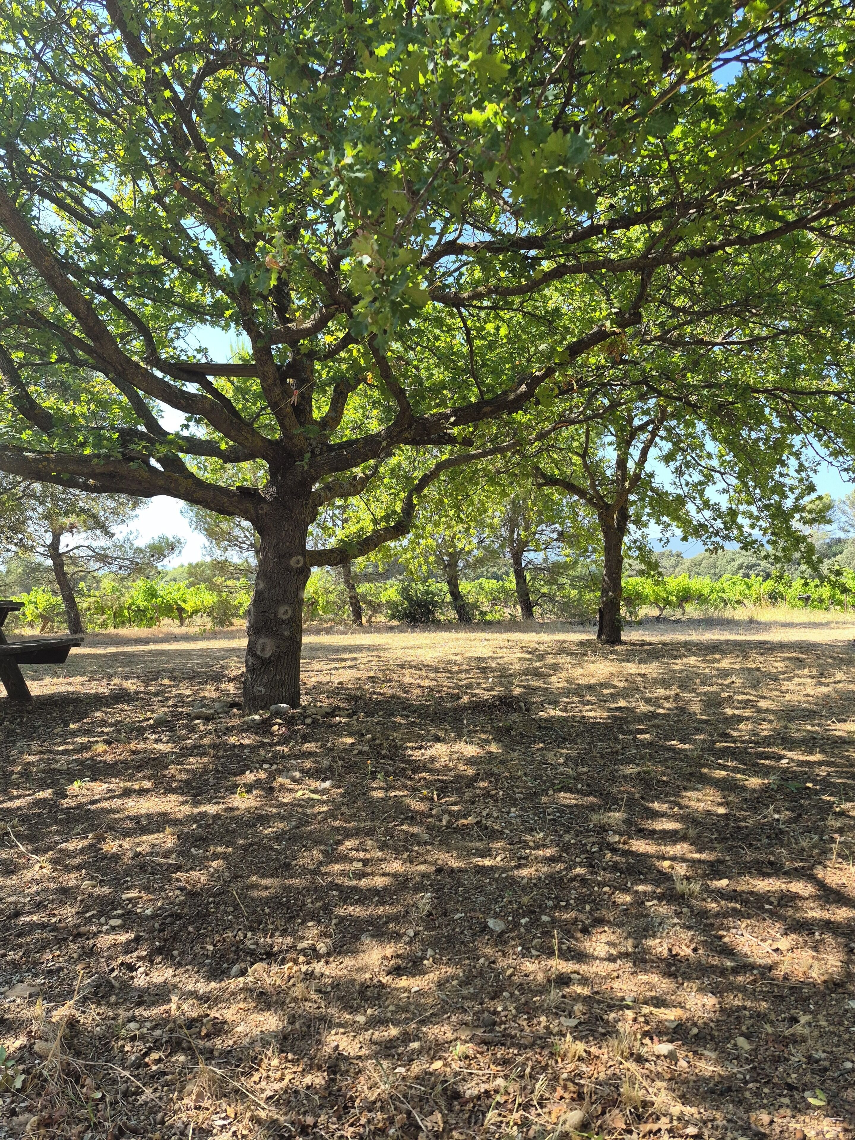Un árbol con un banco debajo en un parque.