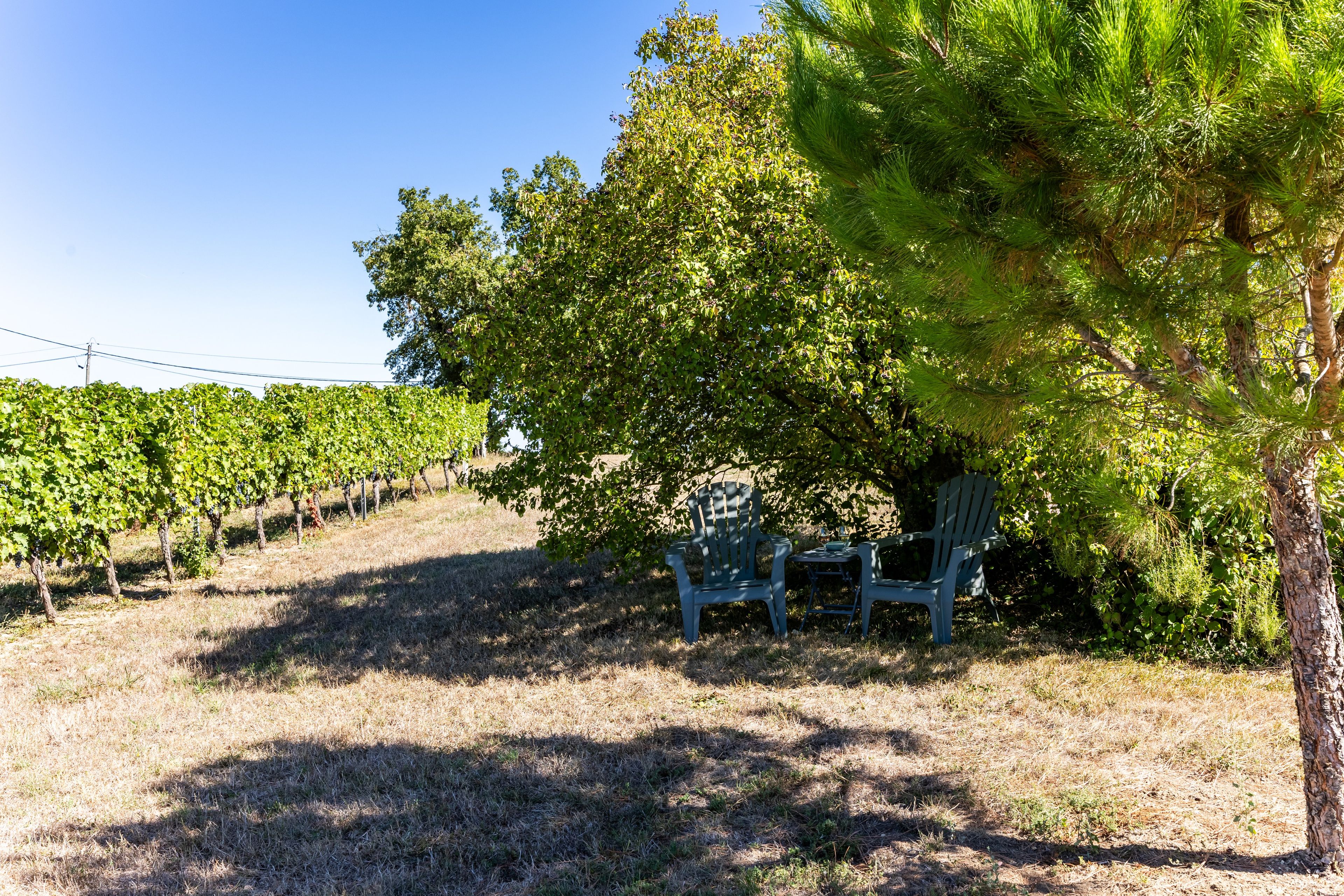 Un vignoble avec des rangées de vignes et un espace aménagé avec des chaises sous un arbre.