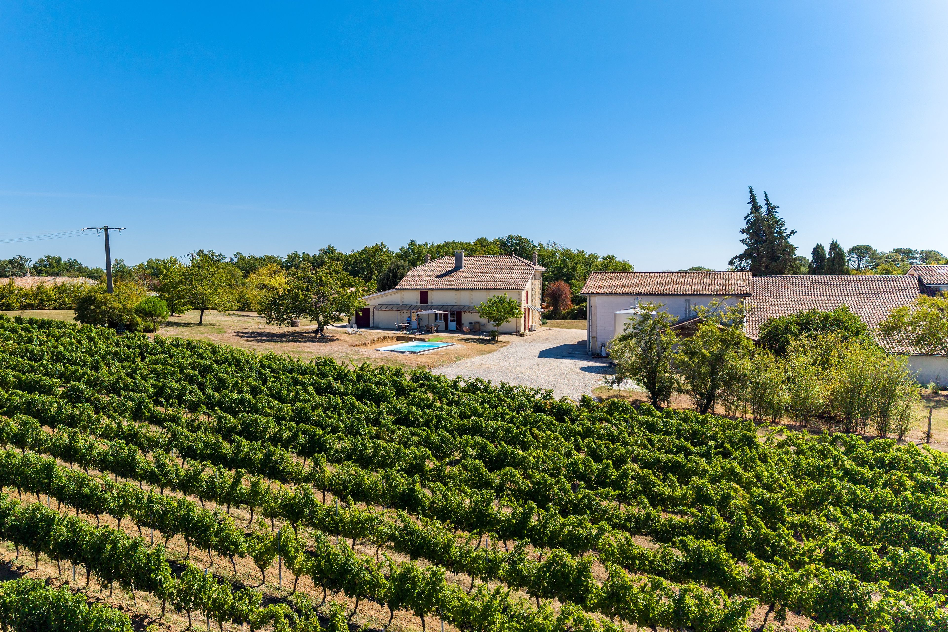 A vineyard with rows of grapevines, a house with a tiled roof, and a swimming pool.