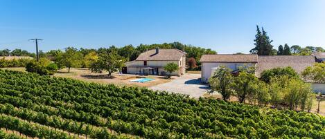 A vineyard with rows of grapevines, a house with a tiled roof, and a swimming pool.