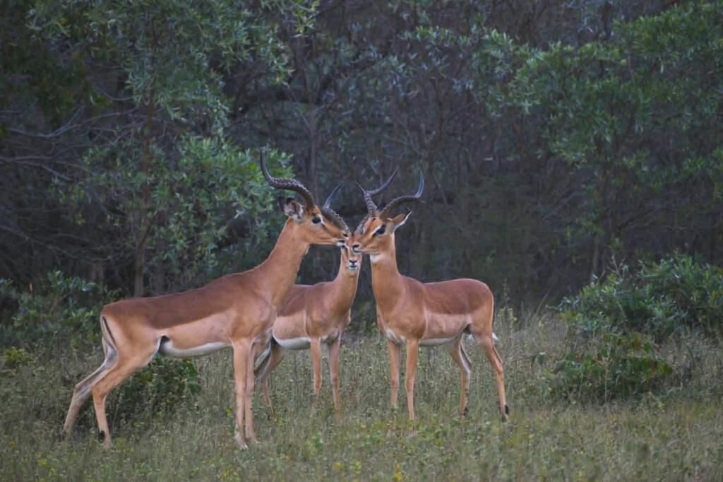 Deux antilopes dans un environnement naturel, avec un feuillage dense en arrière-plan.