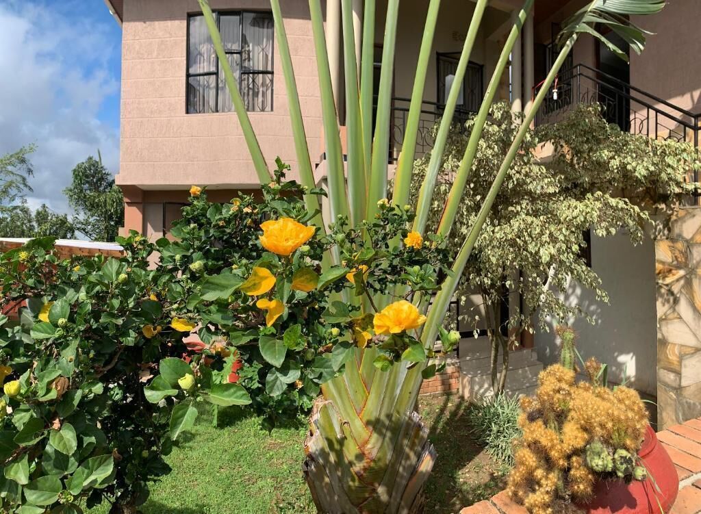 A building with a garden featuring yellow flowers and a cactus.