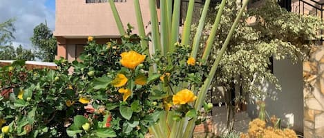 A building with a garden featuring yellow flowers and a cactus.