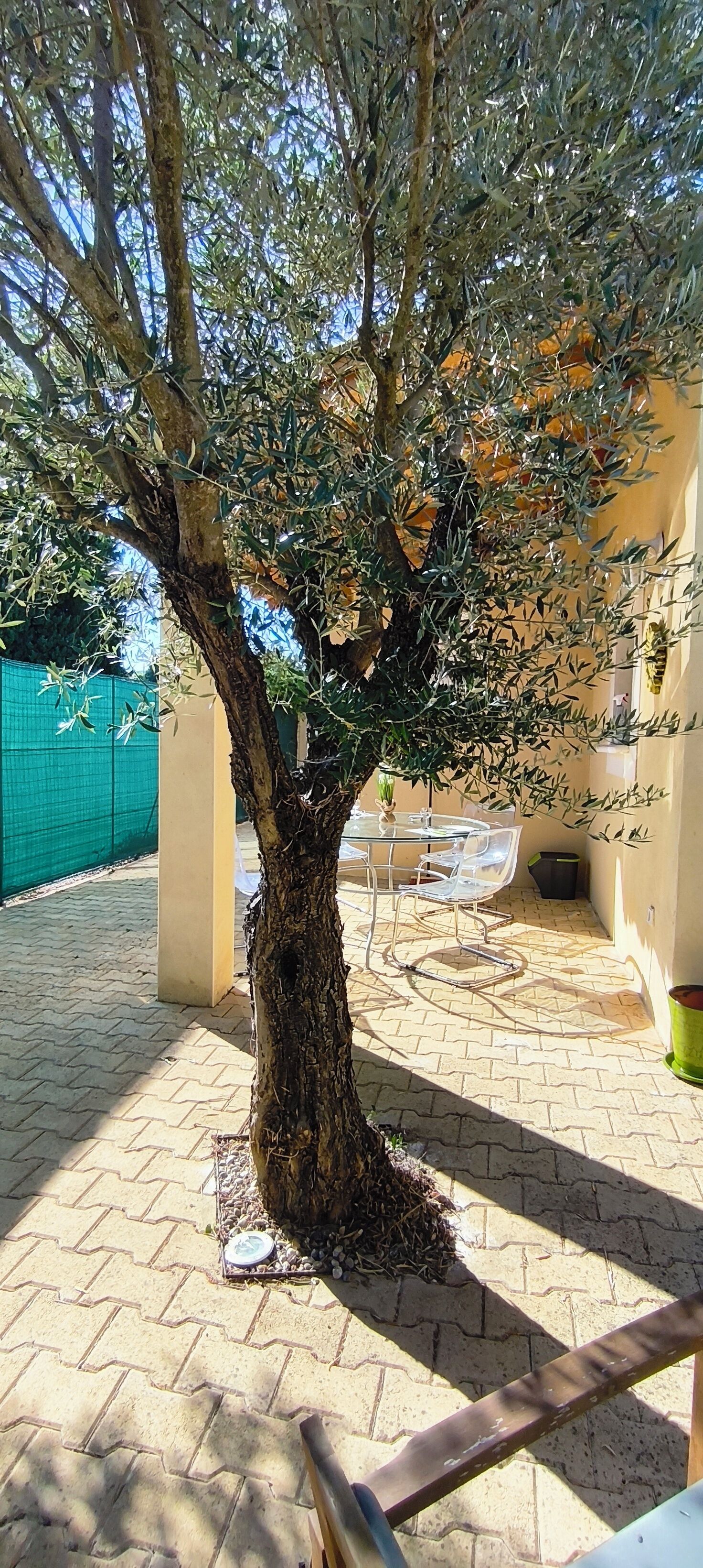 A tree with a thick trunk and dense foliage in a courtyard with a tiled floor and a glass table with chairs.