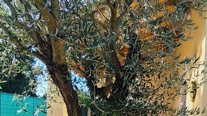 Un árbol con un tronco grueso y follaje denso en un patio con suelo de baldosas y una mesa de vidrio con sillas.