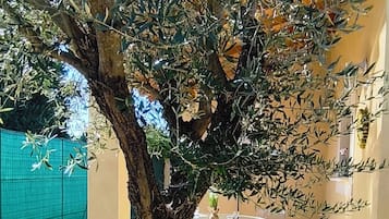 A tree with a thick trunk and dense foliage in a courtyard with a tiled floor and a glass table with chairs.