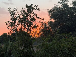 A sunset with silhouettes of trees and foliage.