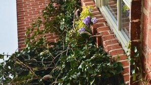 A brick building with a window and a vine-covered wall. - An den Wiesen. Gasthaus am Finowkanal (Wandlitz)