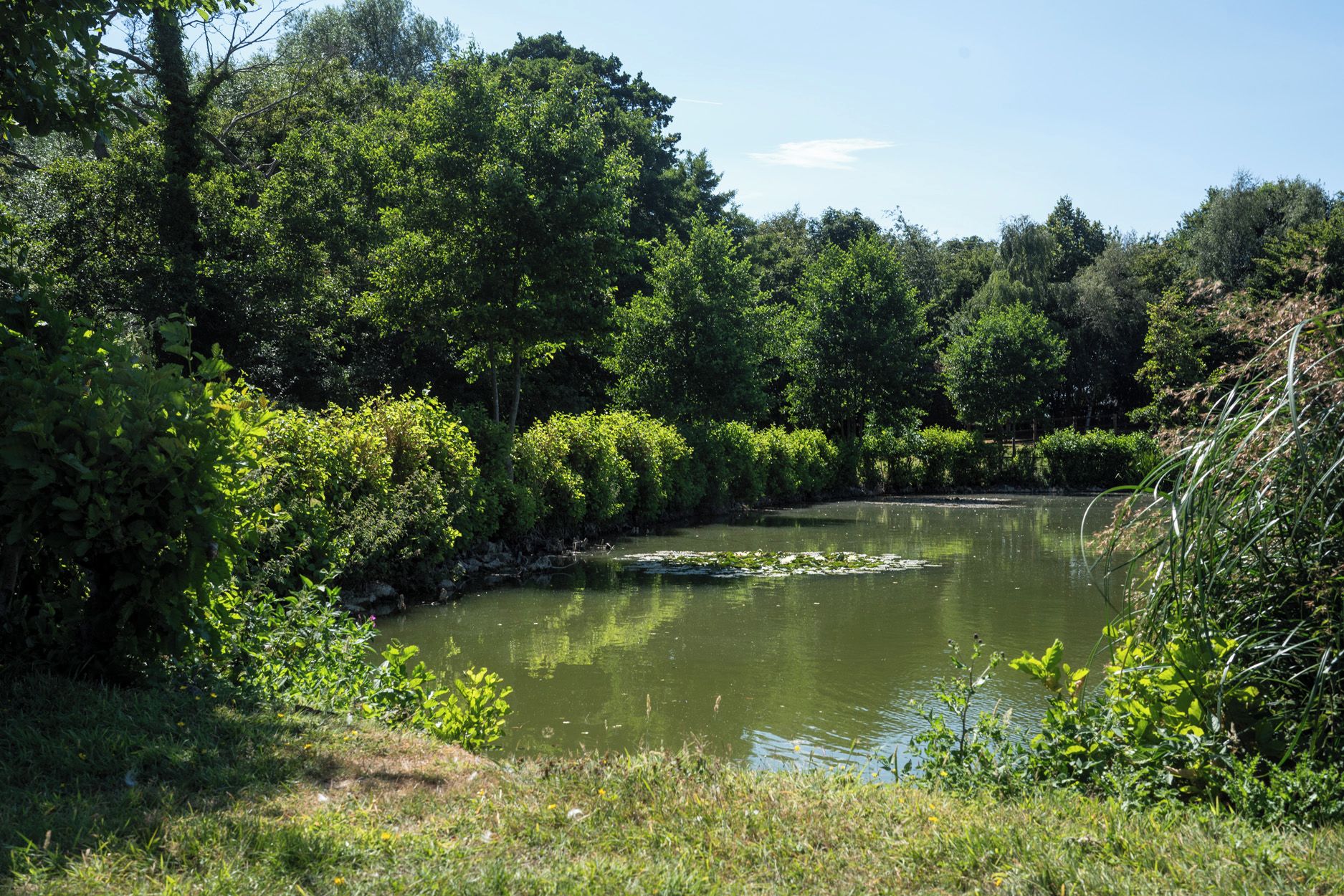 Eine natürliche Landschaft mit einem Fluss, üppigem Grün und blauem Himmel.