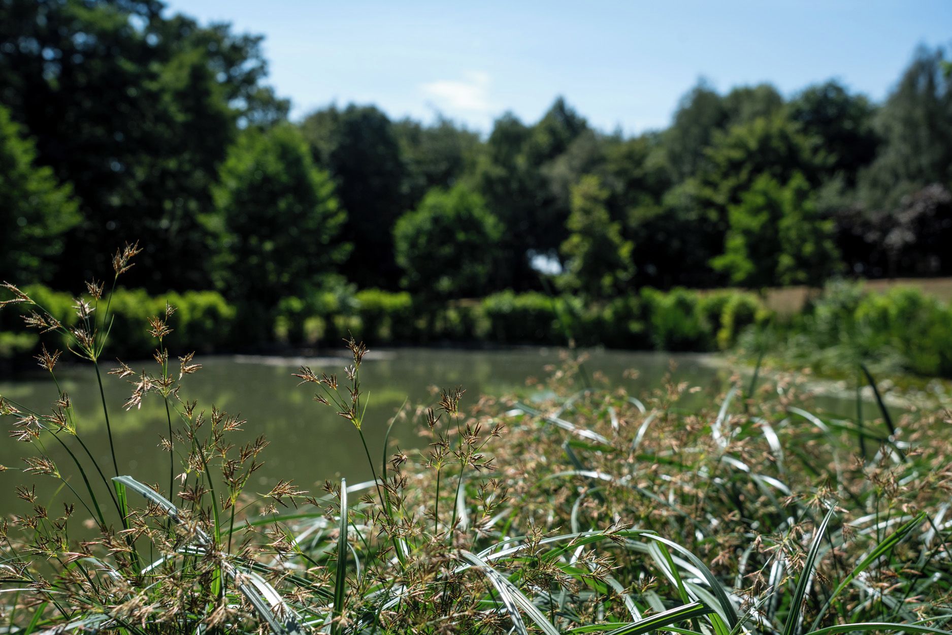 Un paisaje natural con una masa de agua, vegetación y árboles al fondo.