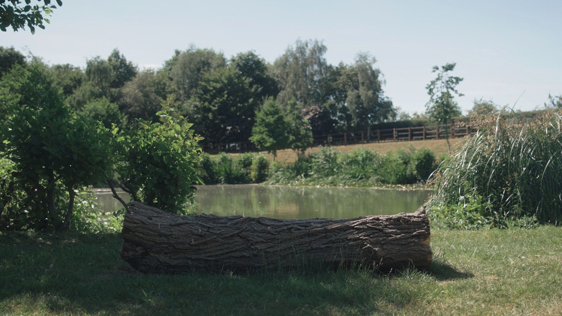 A log in a grassy area with a body of water and trees in the background.