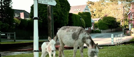A donkey grazing in a grassy area with a directional signpost in the background.