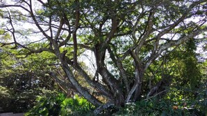 Un grand arbre à l’imposant tronc et aux branches luxuriantes, entouré d’une pelouse bien entretenue agrémentée de divers arbustes et plantes.