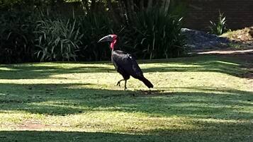 A bird on a grassy area with trees and a fence in the background.