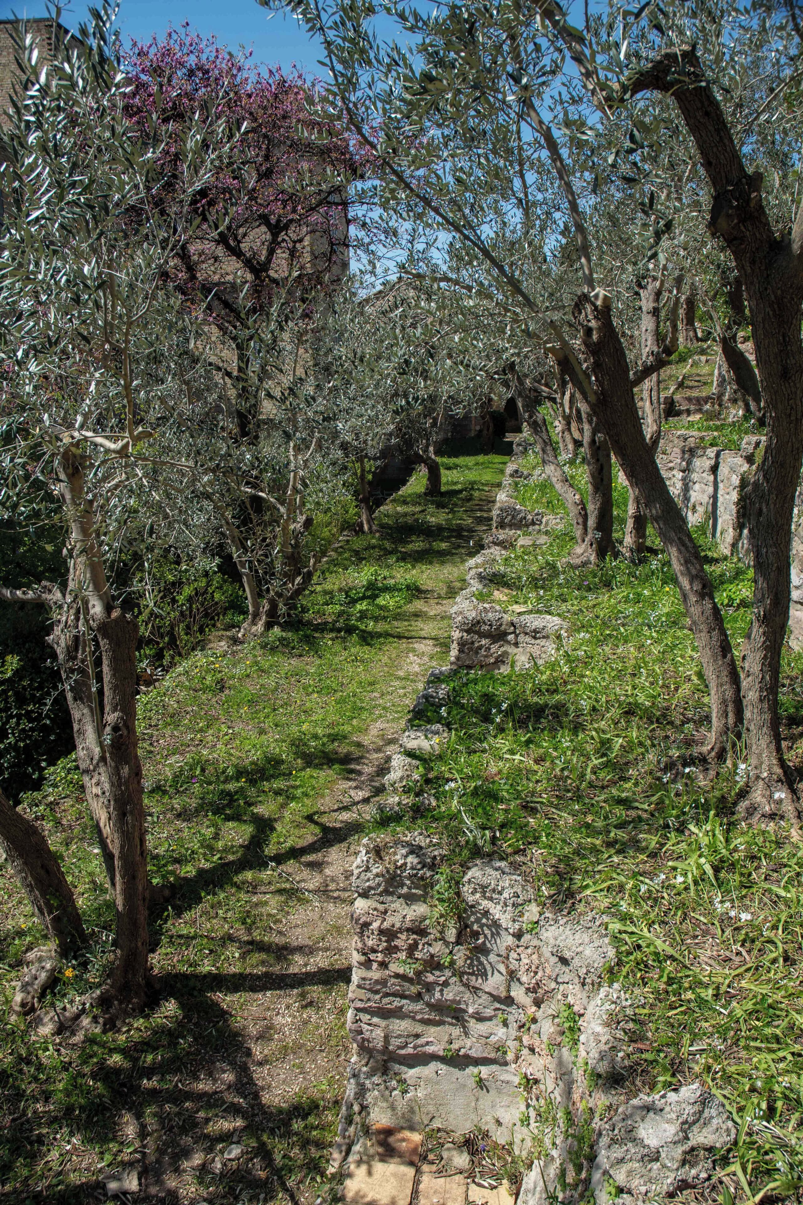 A stone pathway surrounded by olive trees and a stone wall.