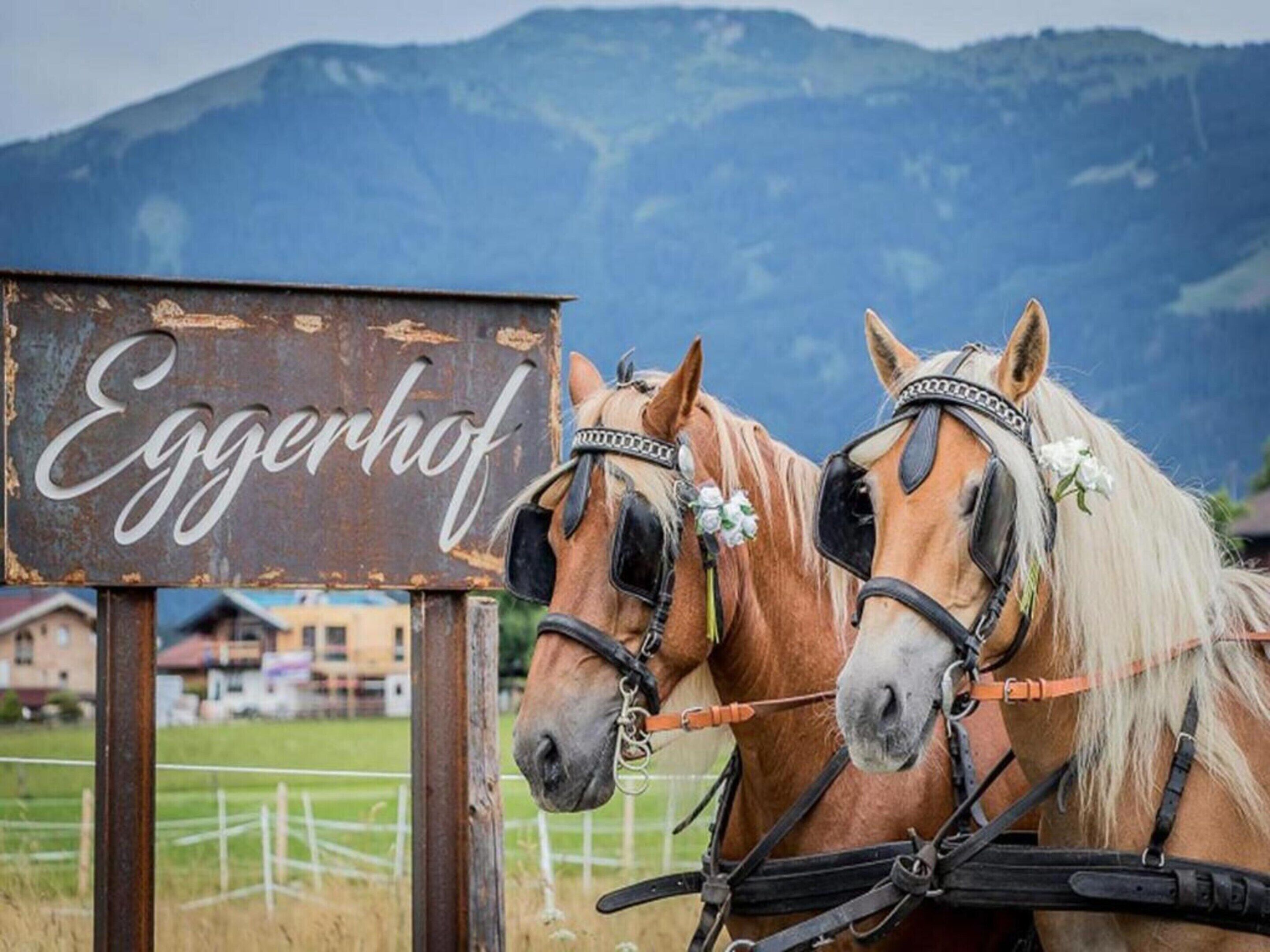 Two horses with bridles and a sign that reads 'Eggerhof'.
