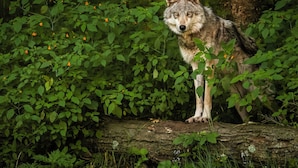 A wolf standing on a log surrounded by dense green foliage.