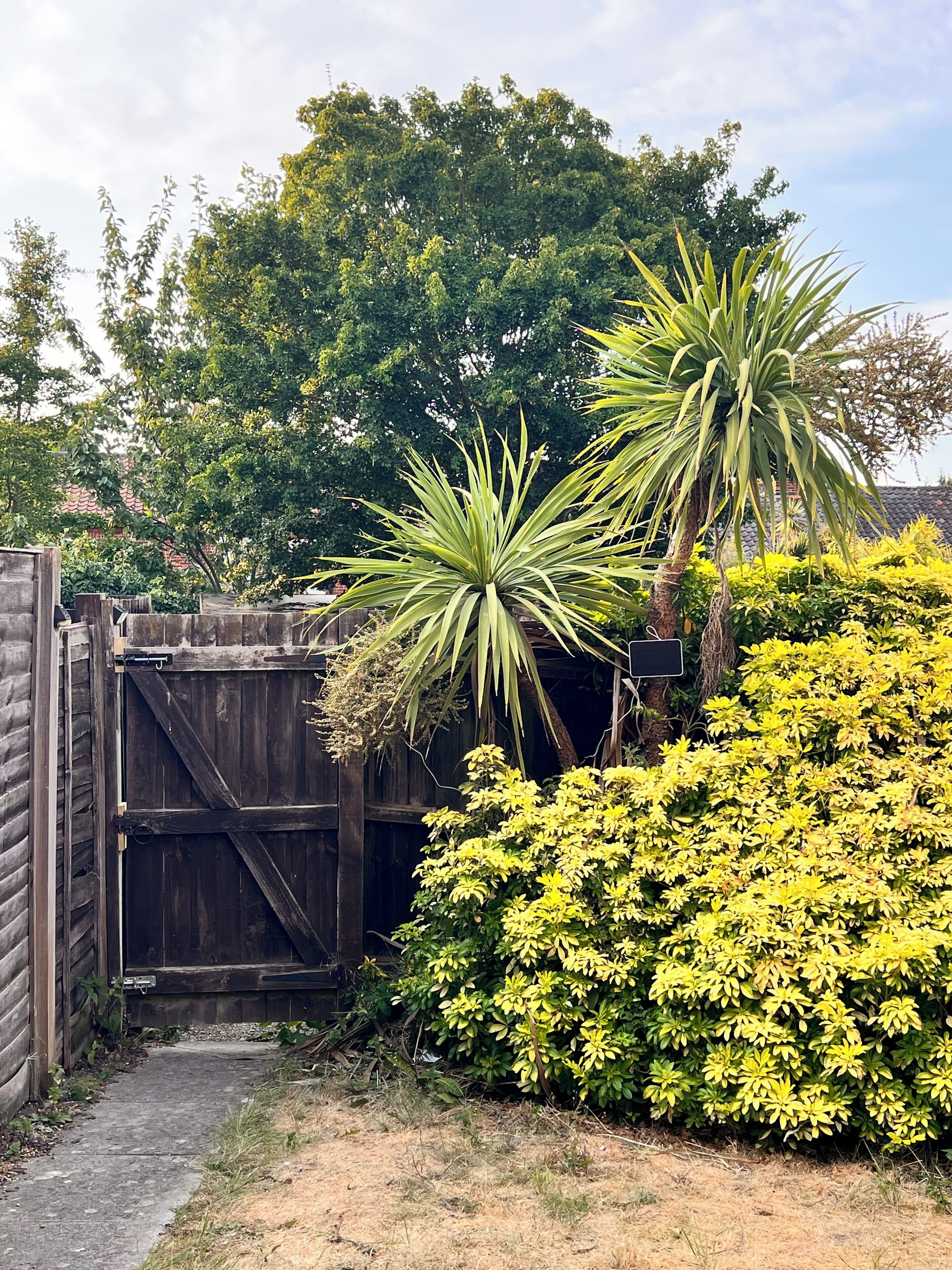 A wooden gate leading to a garden with a variety of plants, including a prominent yucca tree and a bush with yellow flowers.
