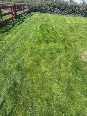 A well-maintained grassy lawn with a red wooden fence and dense shrubbery in the background.