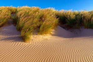 A sandy landscape with undulating dunes and sparse vegetation.