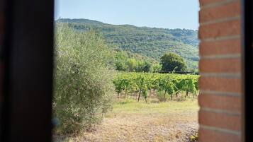 Viñedo con hileras de vides y una colina al fondo.