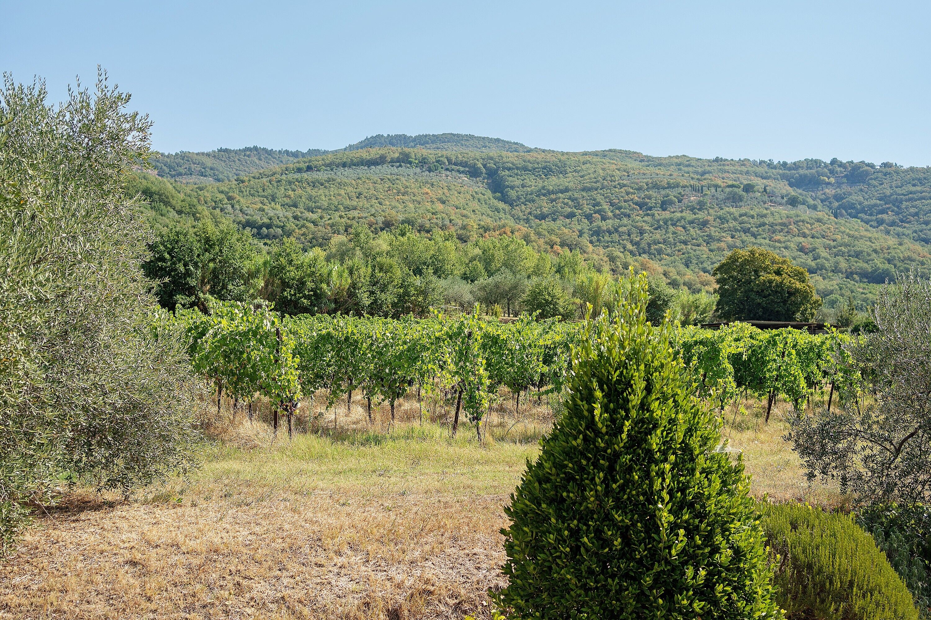 Un vignoble avec des rangées de vignes, entouré d’herbes sèches et d’arbres, et une colline boisée en arrière-plan.