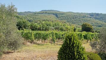 Un vignoble avec des rangées de vignes, entouré d’herbes sèches et d’arbres, et une colline boisée en arrière-plan.
