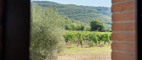 A vineyard with rows of grapevines and a hill in the background.