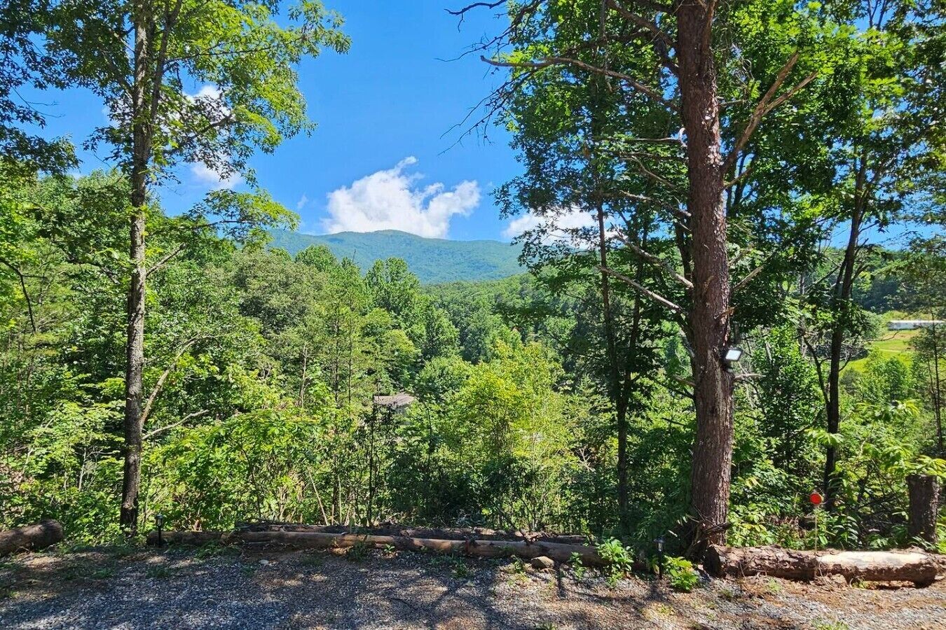 A forested area with a clear sky and distant mountains.